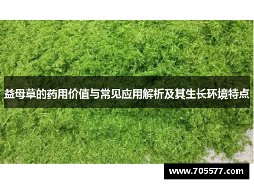 益母草的药用价值与常见应用解析及其生长环境特点